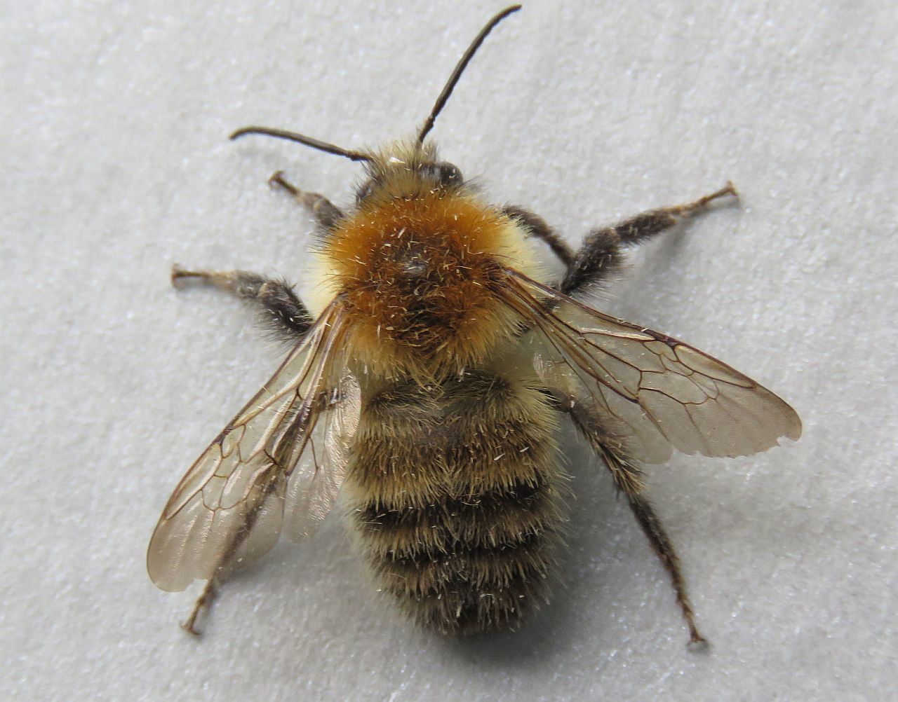  Four -banded Flower Bee 